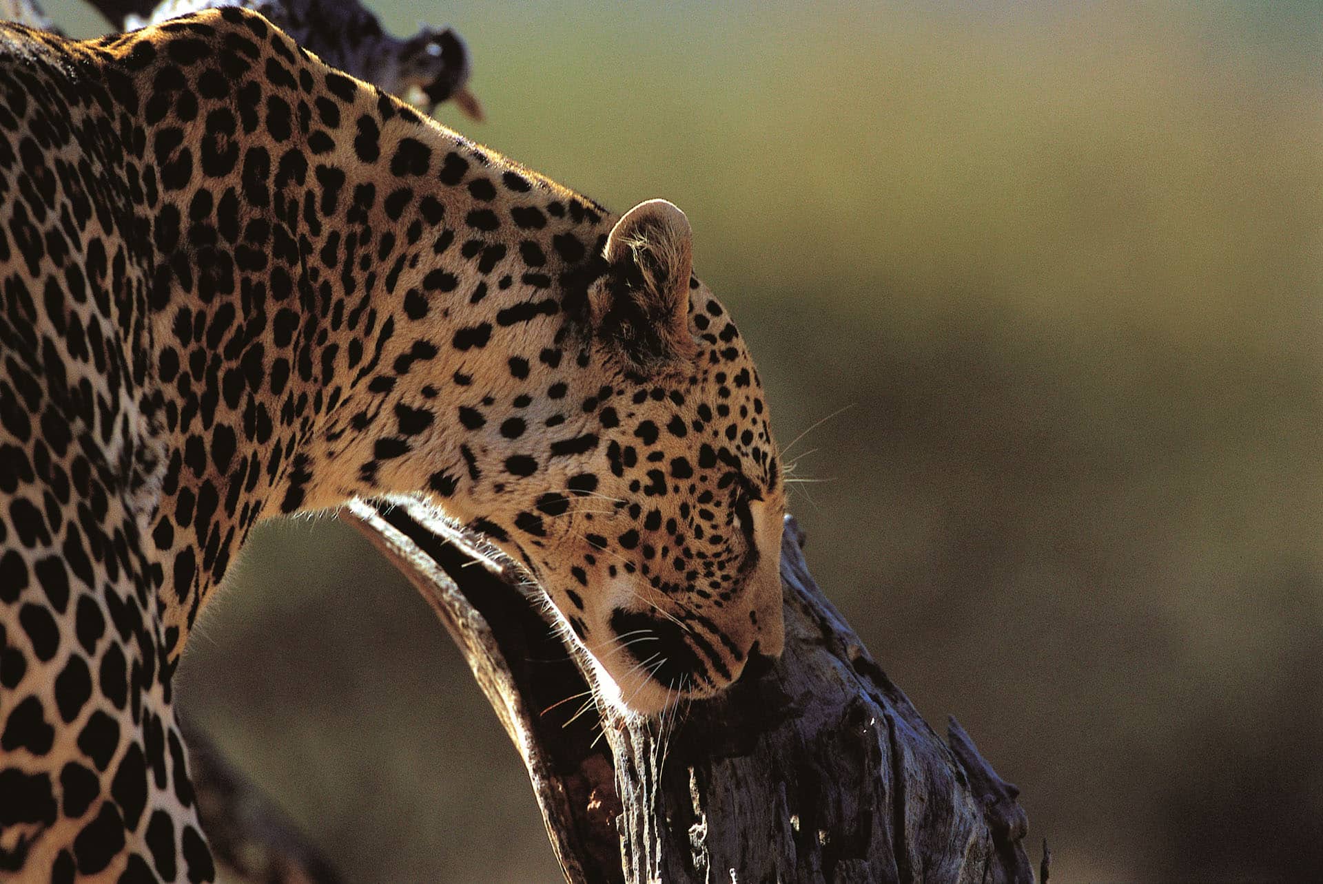 Okonjima Bush Camp - Waterberg Plateau National Park - Namibia - Voyage2Africa