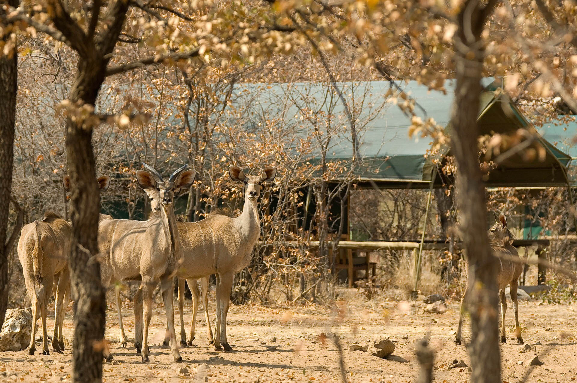 ongava tented camp - etosha-national-park-accommodations-namibia-destinations-journey-in-style-wildlife