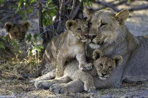 etosha national park safari