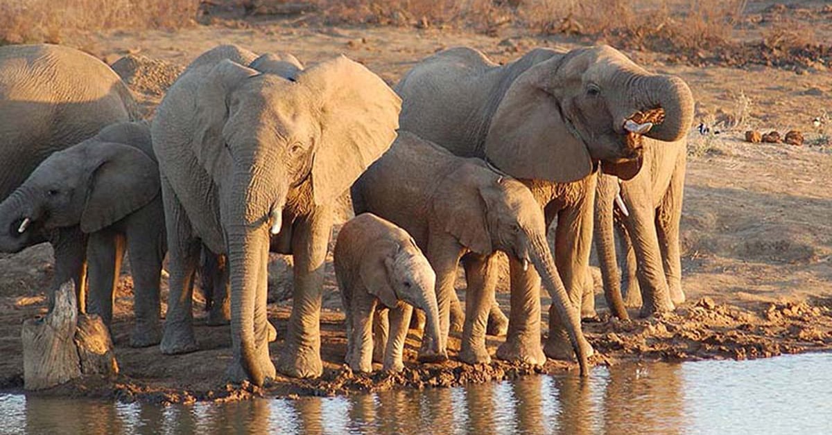madikwe game reserve packages -south-africa-destinations-journey-in-style-north-west