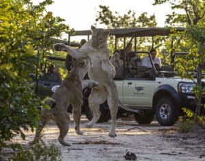 two lions fighting on a game drive in Zimbabwe