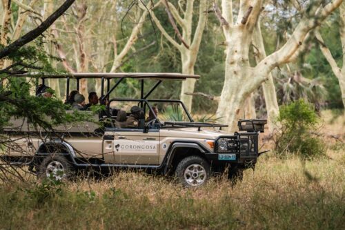Open safari vehicle parked under tall woodland trees during a Gorongosa game drive