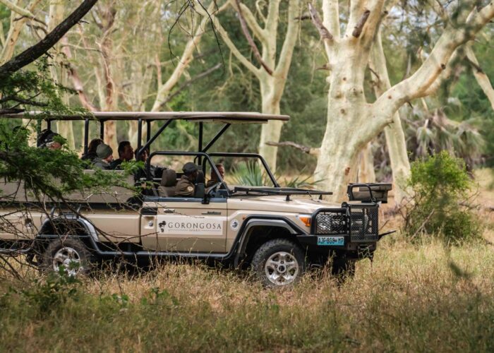 Open safari vehicle parked under tall woodland trees during a Gorongosa game drive
