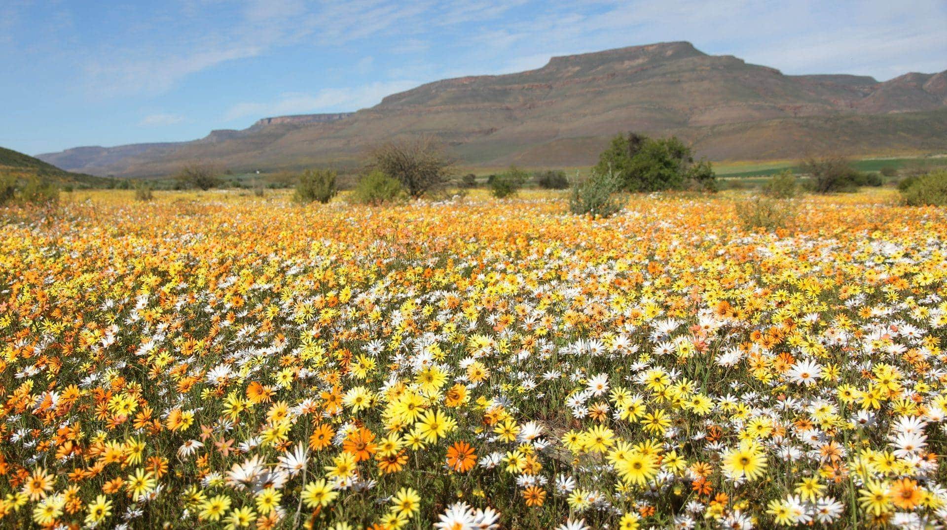 Best Places To See Namaqualand Flowers