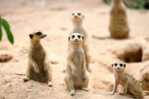 A meerkat family sitting on the rocks in the wild