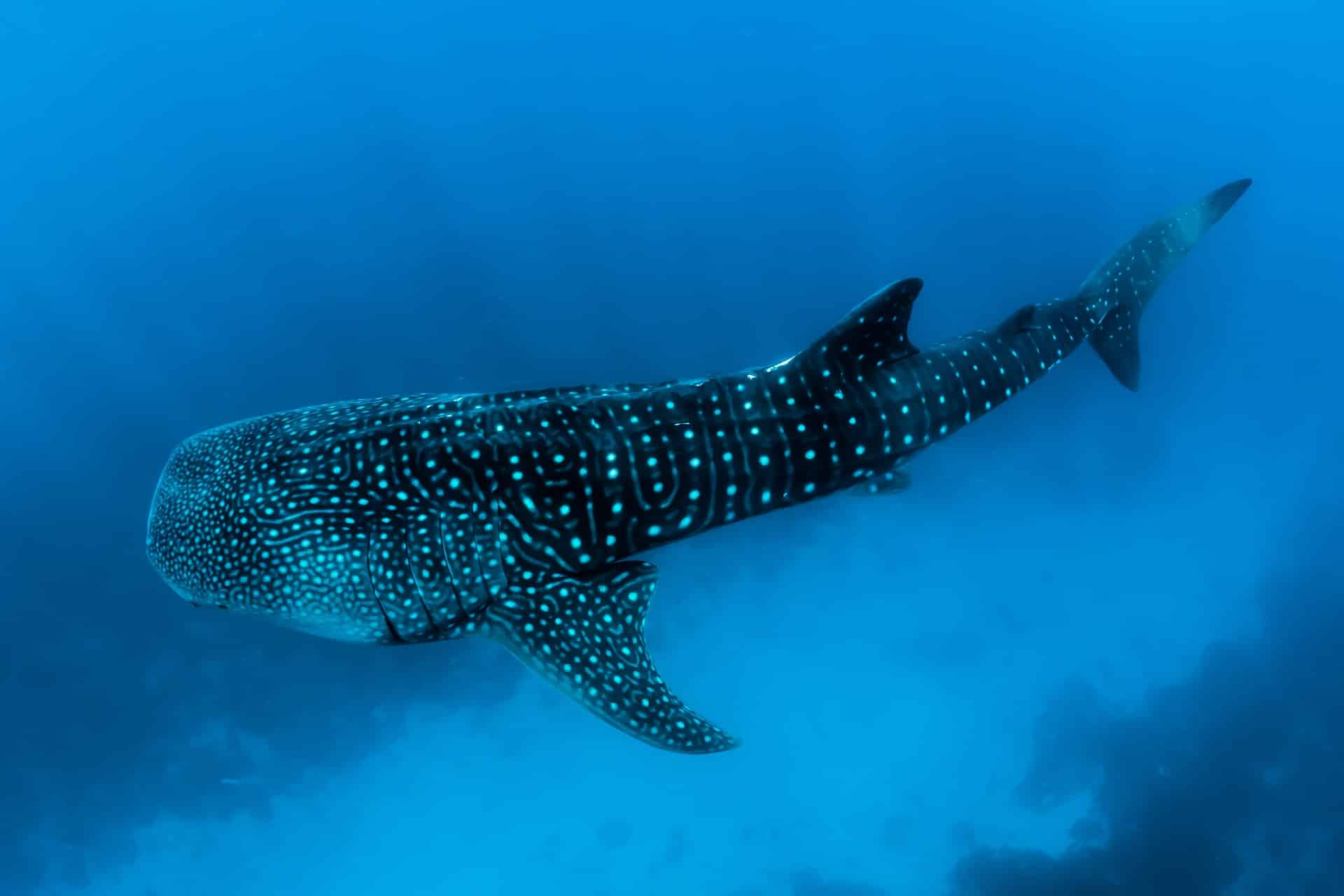 a whale shark swimming in the deep ocean waters