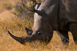a white rhino grazing in the bush
