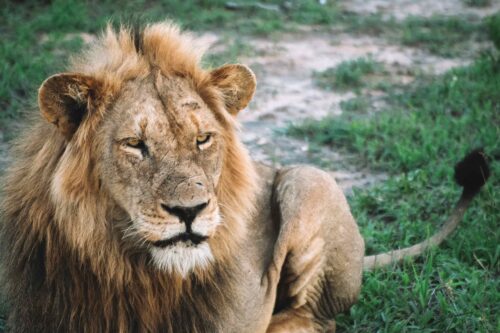 Close-up of a male lion seen on safari at Honeyguide Khoka Moya Camp