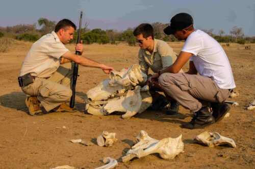 Guided bush walk with guests examining animal bones at Honeyguide Mantobeni Camp